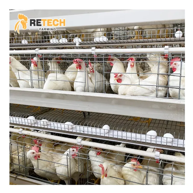 Farming Africa - Gabbia Automatica per Galline Ovaiole, Allevamento