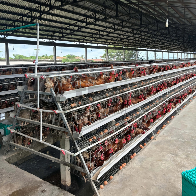 Farming Africa - Vendita di macchinari in Sudafrica: Pollaio