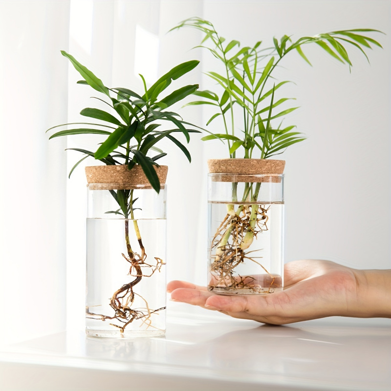 1 pz, piante idroponiche vaso  - Plant Growth Regulator recensione e prezzo