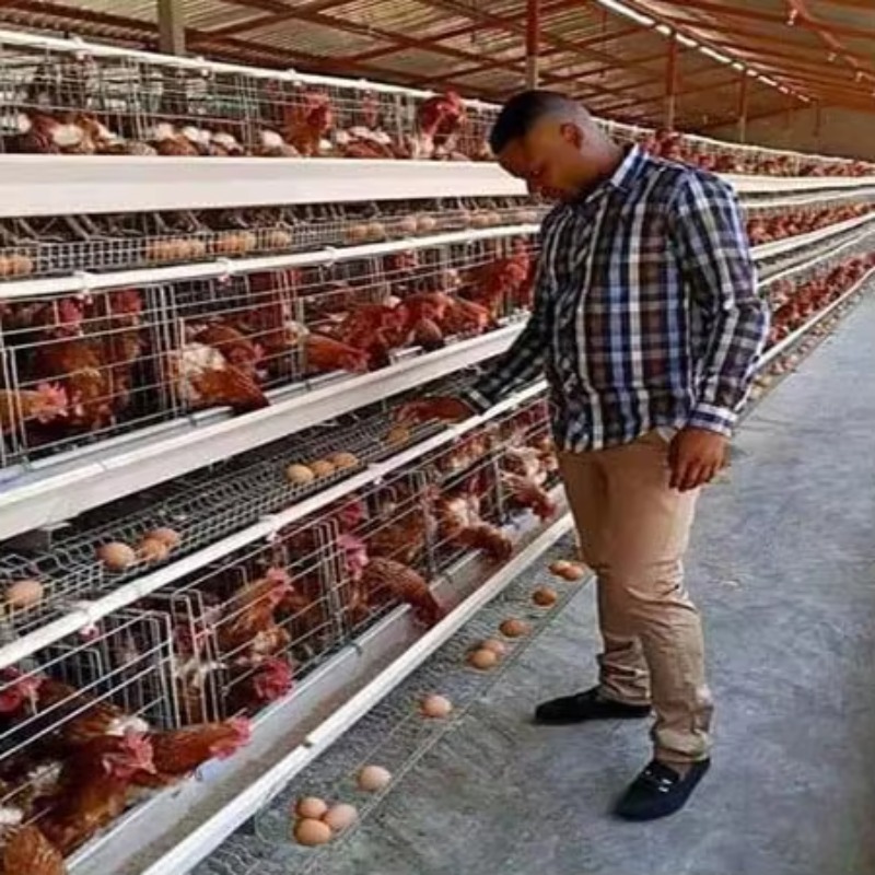 Gabbie per Galline Ovaiole da  - Farming Africa recensione e prezzo