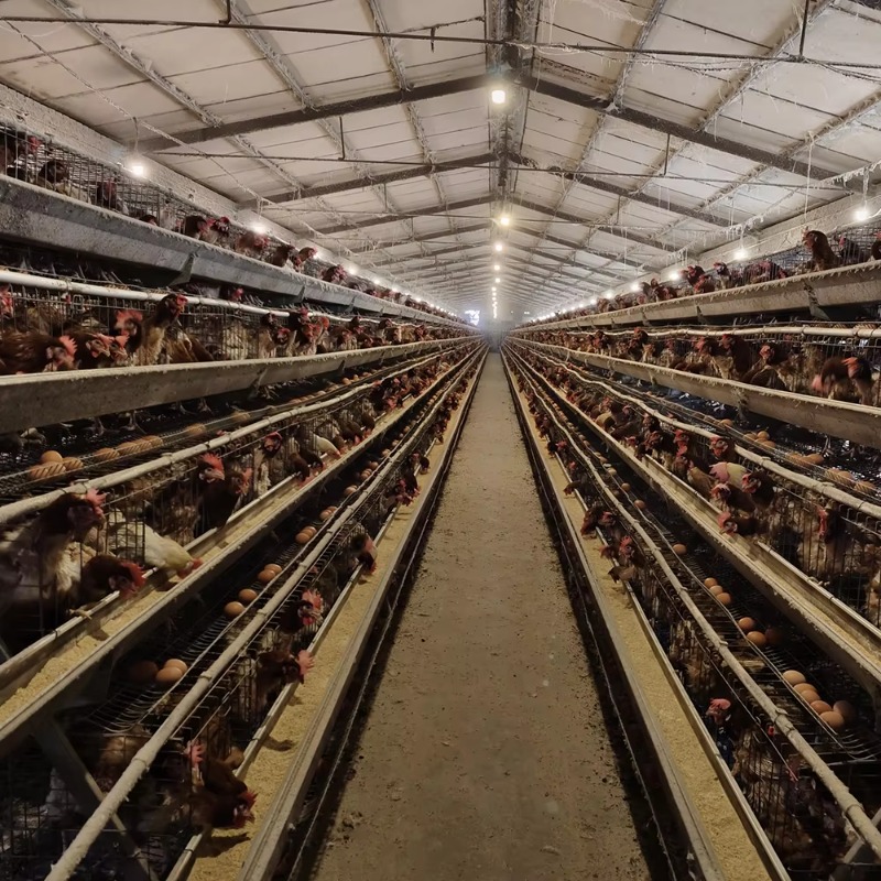 Gabbie per Galline Ovaiole da  - Farming Africa recensione e prezzo