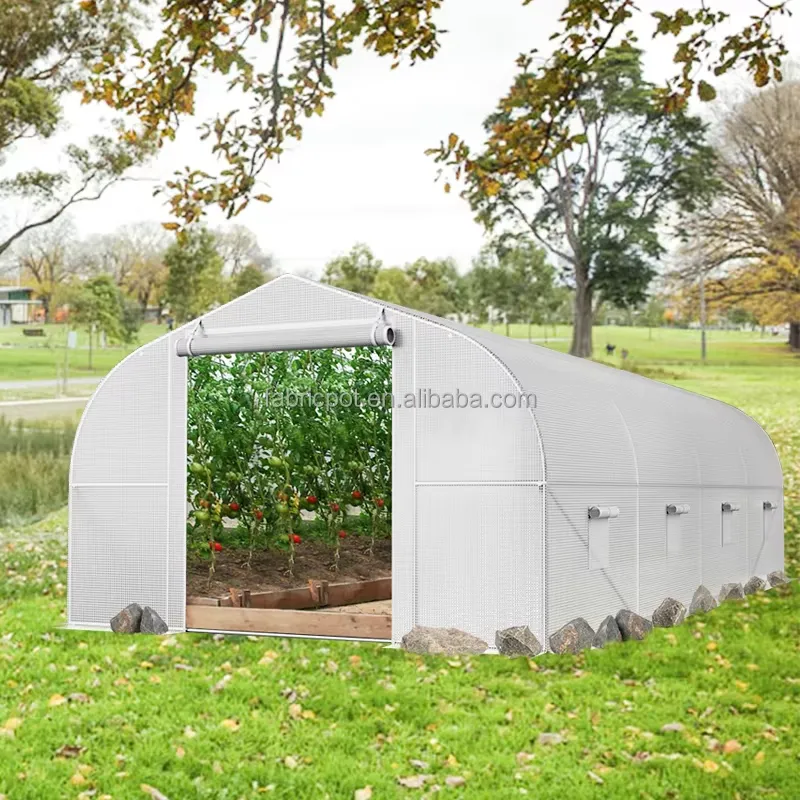 Serra Agricola in Polietilene  - Agriculture Tomato Farming recensione e prezzo