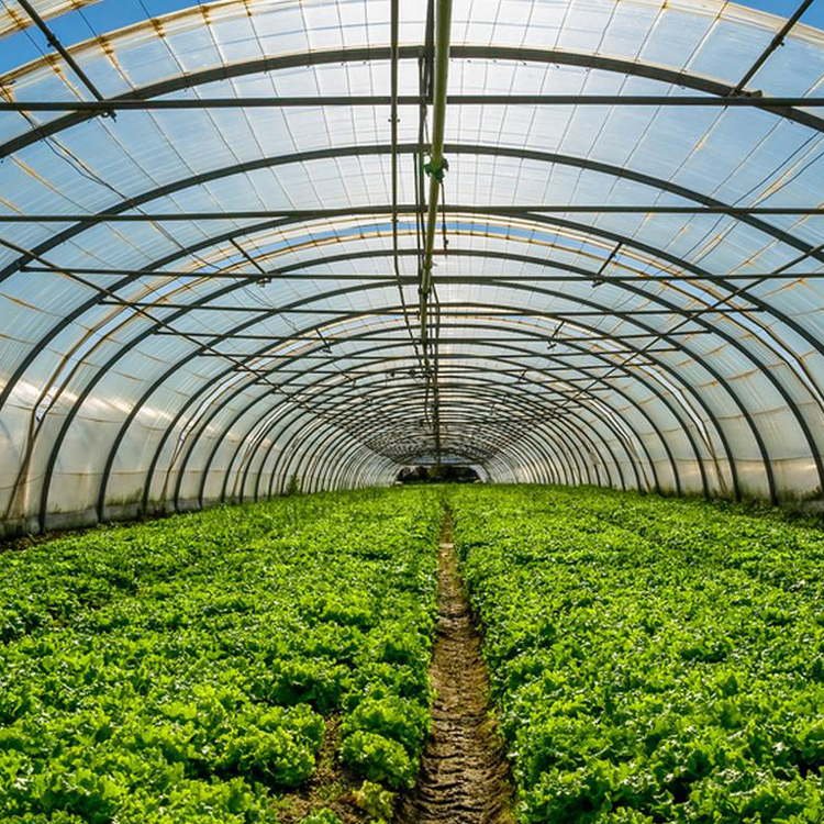 8x30 struttura in metallo comm - Agriculture Tomato Farming recensione e prezzo