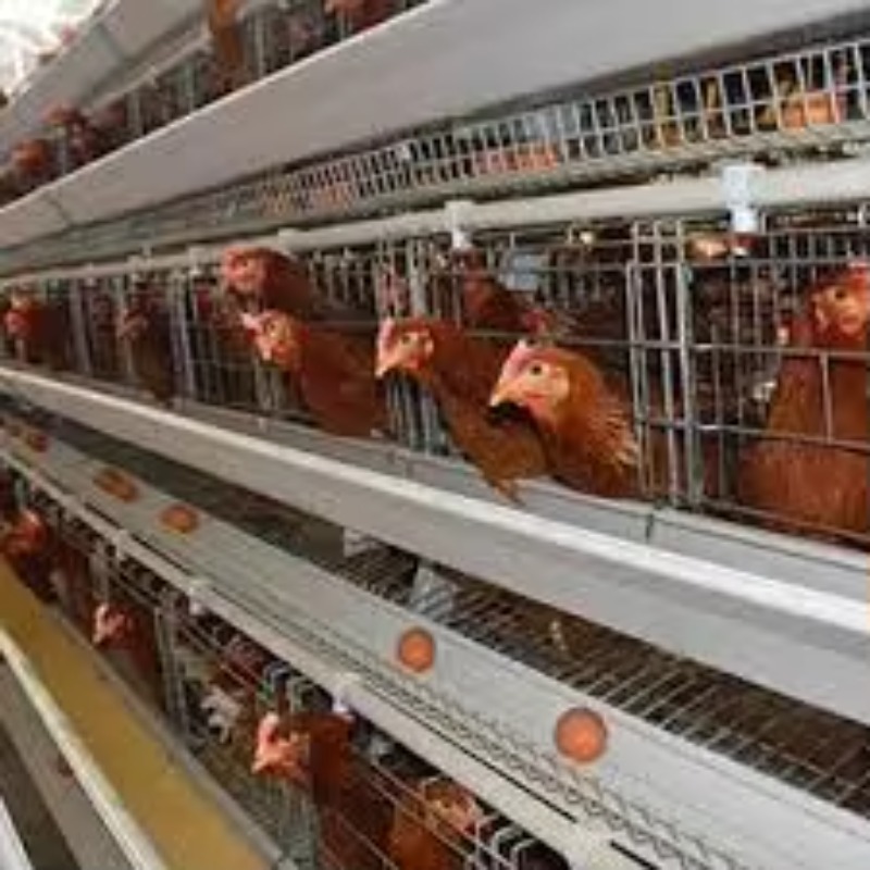   Pollaio New Africa, Gabbia a - Farming Africa recensione e prezzo