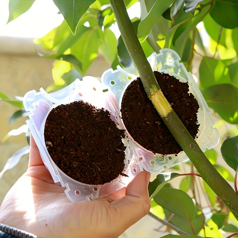 Set di 10 Scatole per Propagaz - Plant Growth Regulator recensione e prezzo